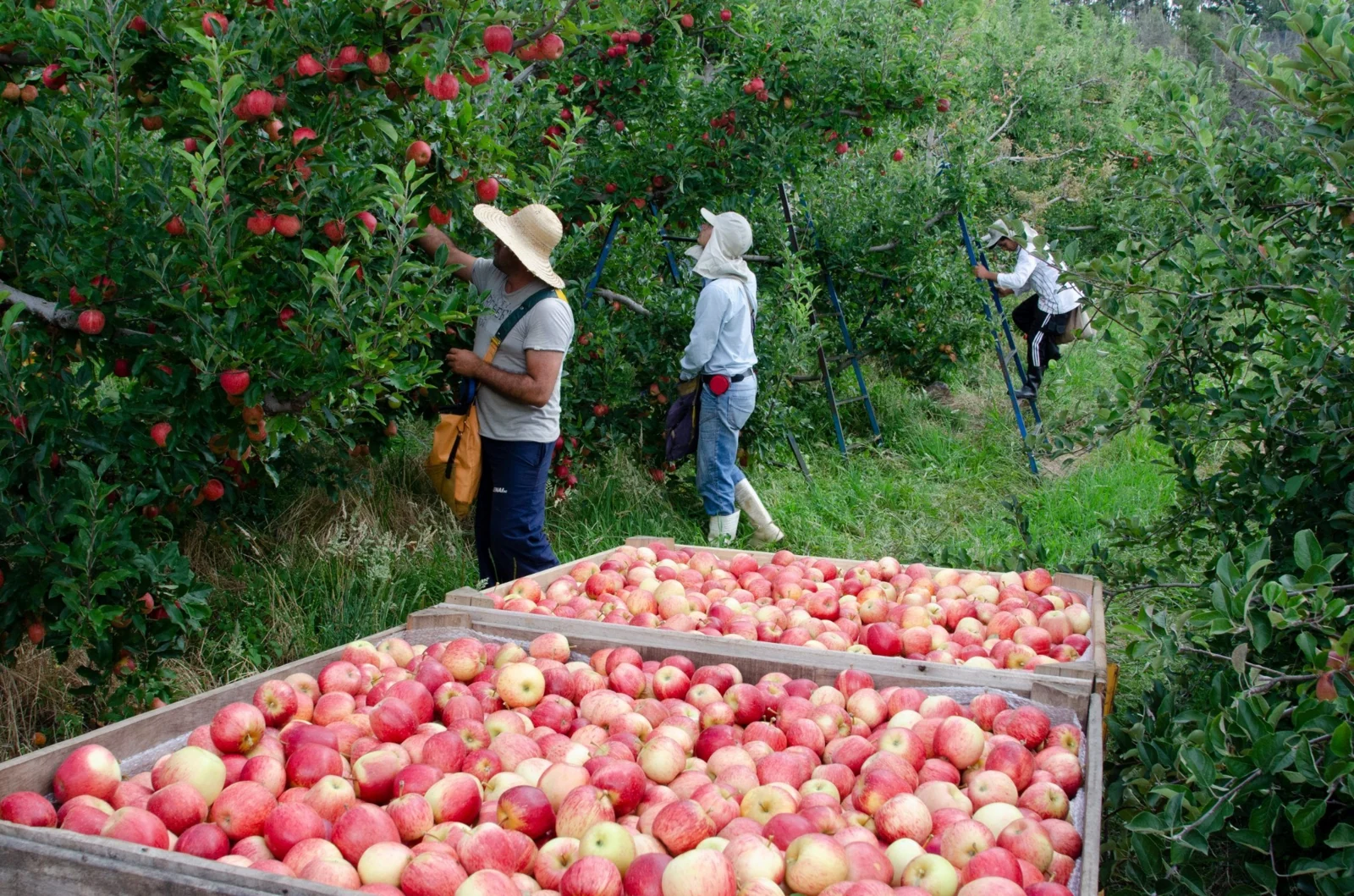 Cuadrillas en plena labor de recolección en temporada
