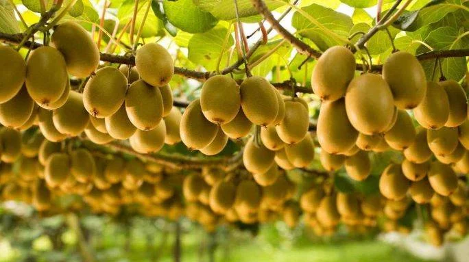 Plantación con alta densidad de follaje en el Maule